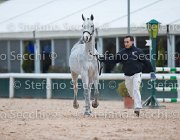 x del Buttasella Tosc Tour2013- S5 1698 : Arezzo, Cavalli d'Italia, Clara del Buttasella, Toscana Tour 2013, foto di Stefano Secchi ©